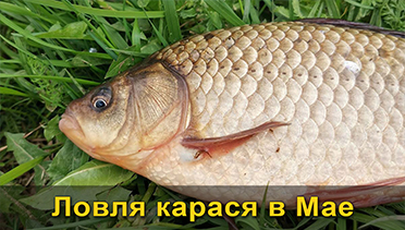 Фотография статьи Ловля карася в мае: точки, прикормка, снасти, тактика рыбалки | Советы от профессионалов